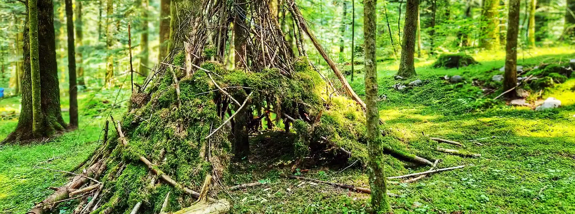 Balade en forêt gite Le Petit Gust